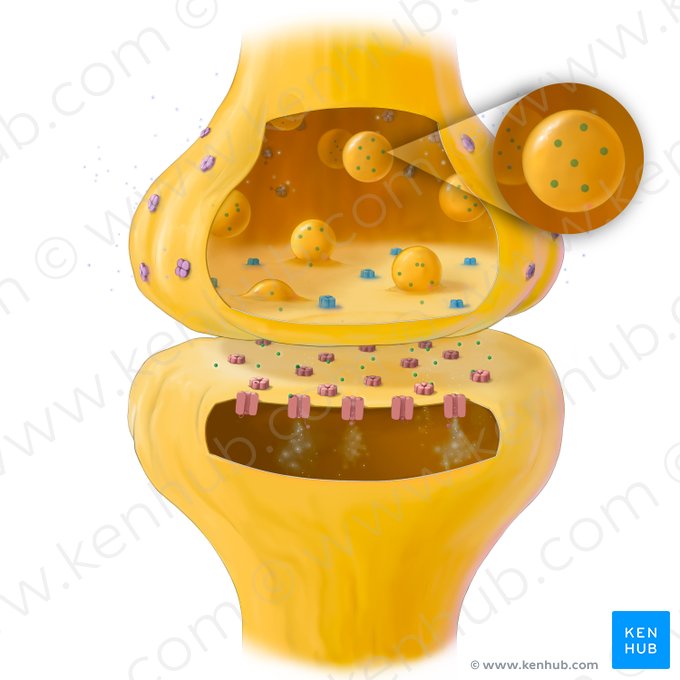 Neurotransmetteurs (Neurotransmittens); Image : Tal Bavli Ziv