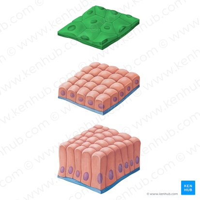 Epitelio escamoso simple (Epithelium simplex squamosum); Imagen: Irina Münstermann