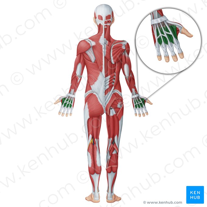 Muscles interosseux dorsaux de la main (Musculi interossei dorsales manus); Image : Irina Münstermann