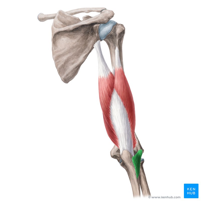 M biceps brachii Caput longum