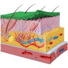 Integumentary system