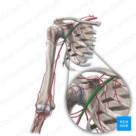 Axillary artery (Arteria axillaris); Image: Yousun Koh