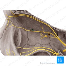 Nervio etmoidal anterior (Nervus ethmoidalis anterior); Imagen: Yousun Koh