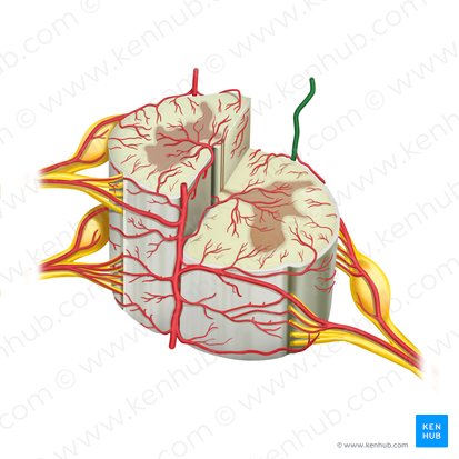 Left posterior spinal artery (Arteria spinalis posterior sinistra); Image: Rebecca Betts