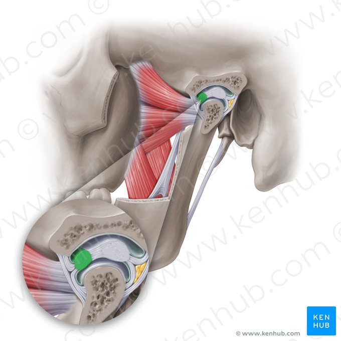 Espessamento anterior do disco articular da articulação temporomandibular (Fasciculus anterior disci articulationis temporomandibularis); Imagem: Paul Kim