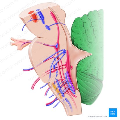 Cerebellum (Kleinhirn); Bild: Paul Kim