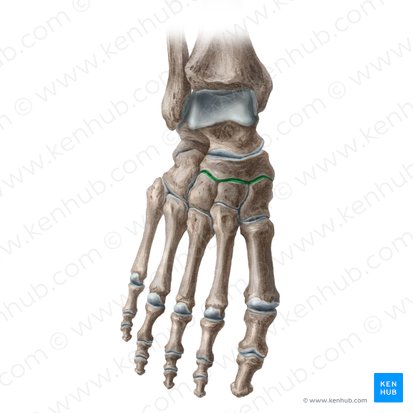 Articulação cuneonavicular (Articulatio cuneonavicularis); Imagem: Liene Znotina