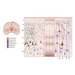 Córtex cerebral