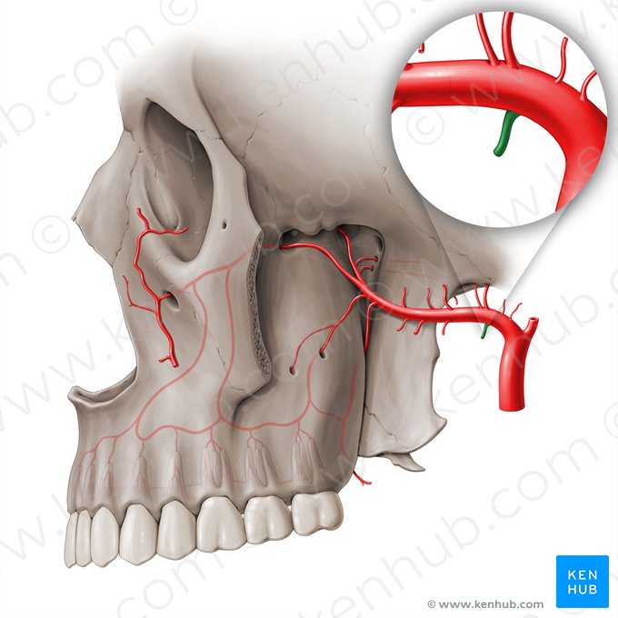 Arteria alveolaris inferior (Untere Zahnfacharterie); Bild: Paul Kim