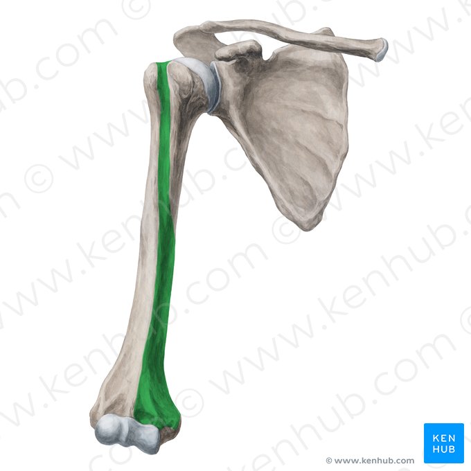 Superfície ântero-medial do úmero (Facies anteromedialis humeri); Imagem: Yousun Koh