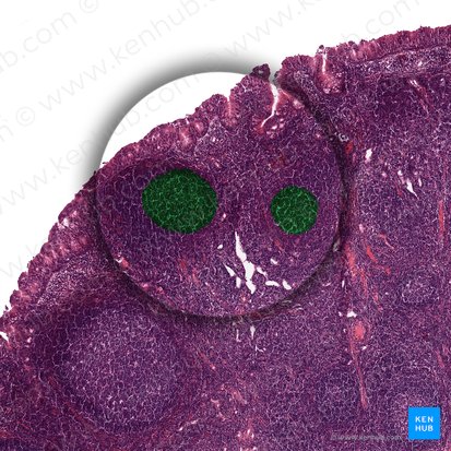 Centre germinatif (Centrum germinalis); Image : 