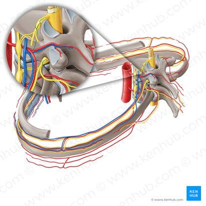 Spinal branch of posterior intercostal artery (Ramus spinalis arteriae intercostalis posterioris); Image: Paul Kim