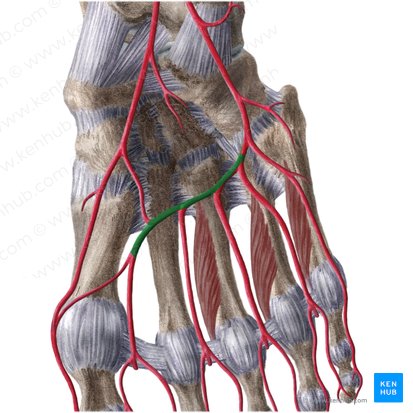 Plantar arch (Arcus plantaris); Image: Liene Znotina