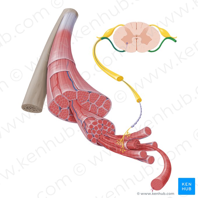 Raíz anterior del nervio espinal (Radix anterior nervi spinalis); Imagen: Paul Kim
