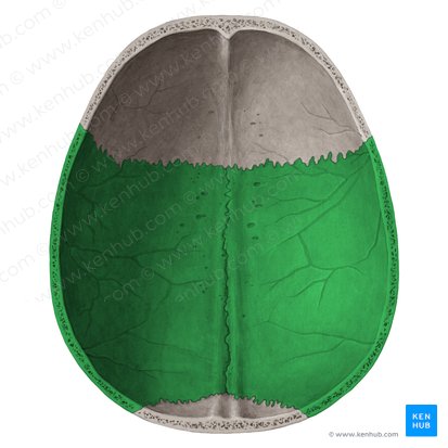 Osso parietal (Os parietale); Imagem: Yousun Koh