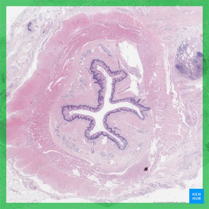 Esófago (Oesophagus); Imagen: 