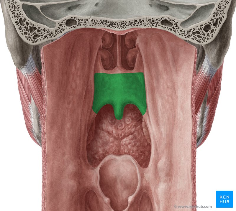 Palato Mole - vista posterior (verde)