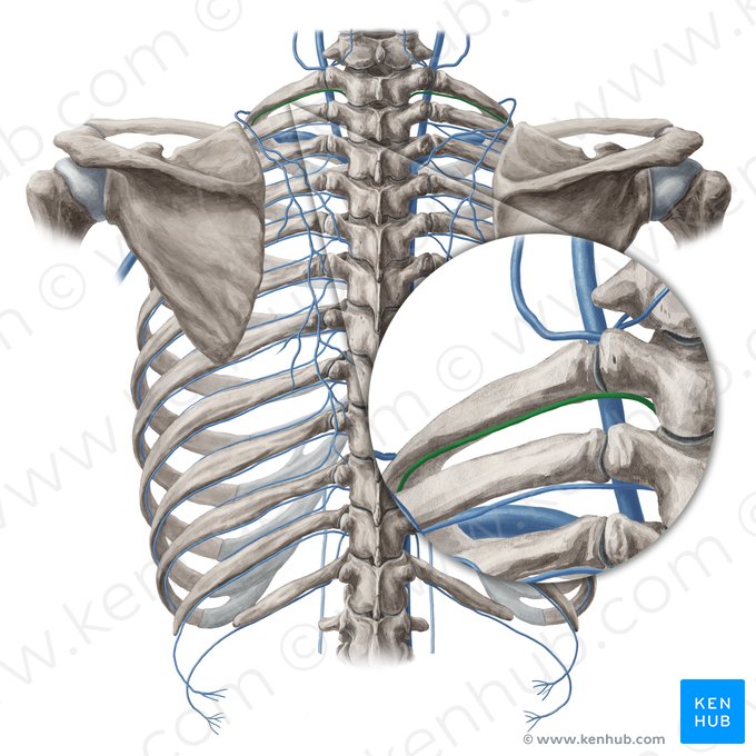 Vena intercostal suprema (Vena intercostalis suprema); Imagen: Yousun Koh