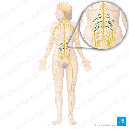 Plexo lombar (Plexus lumbalis); Imagem: Begoña Rodriguez