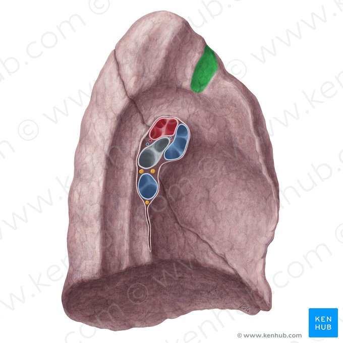 Impression for left brachiocephalic vein of left lung (Impressio venae brachiocephalicae sinistrae pulmonis sinistri); Image: Yousun Koh
