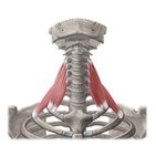 Scalene muscles
