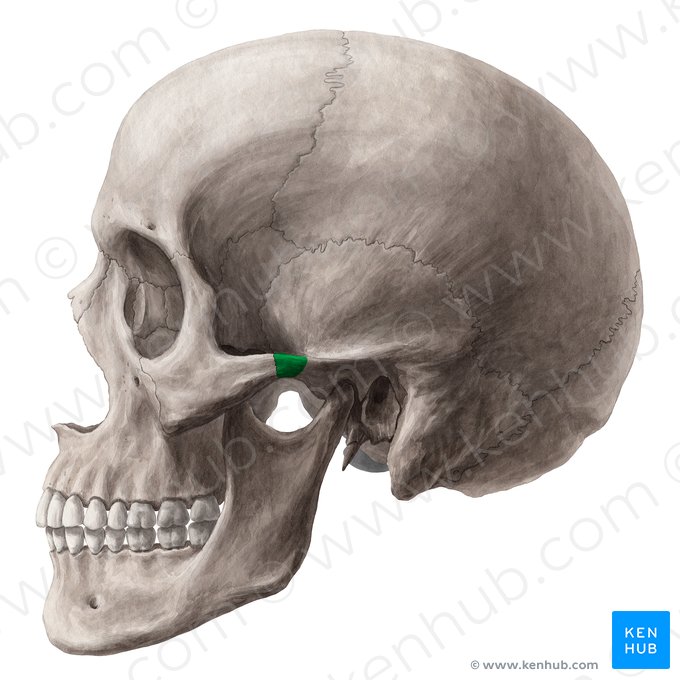 Processo zigomático do osso temporal (Processus zygomaticus ossis temporalis); Imagem: Yousun Koh