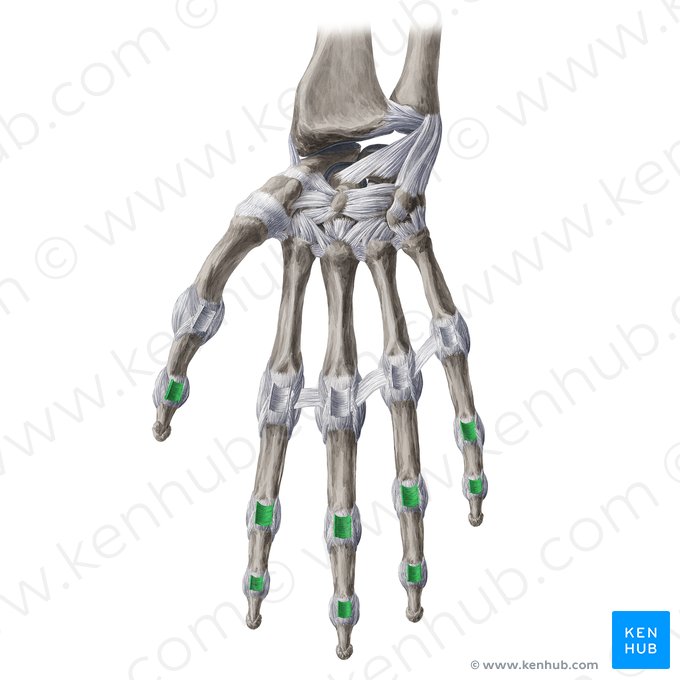Ligamentos interfalângicos palmares (Ligamenta interphalangea palmaria); Imagem: Yousun Koh