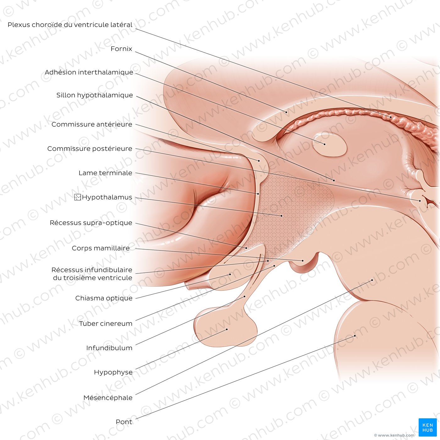 Hypothalamus: overview