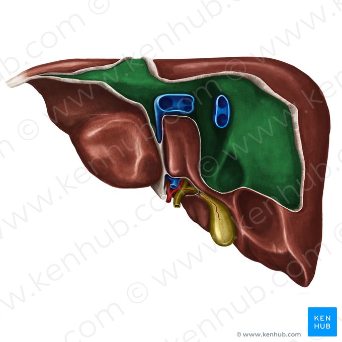 Aire nue du foie (Area nuda hepatis); Image : Irina Münstermann