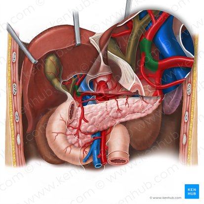 Proper hepatic artery (Arteria hepatica propria); Image: Esther Gollan