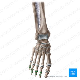 Interphalangeal joints of 2nd-5th toes (Articulationes interphalangeae digitorum 2-5 pedis); Image: Liene Znotina