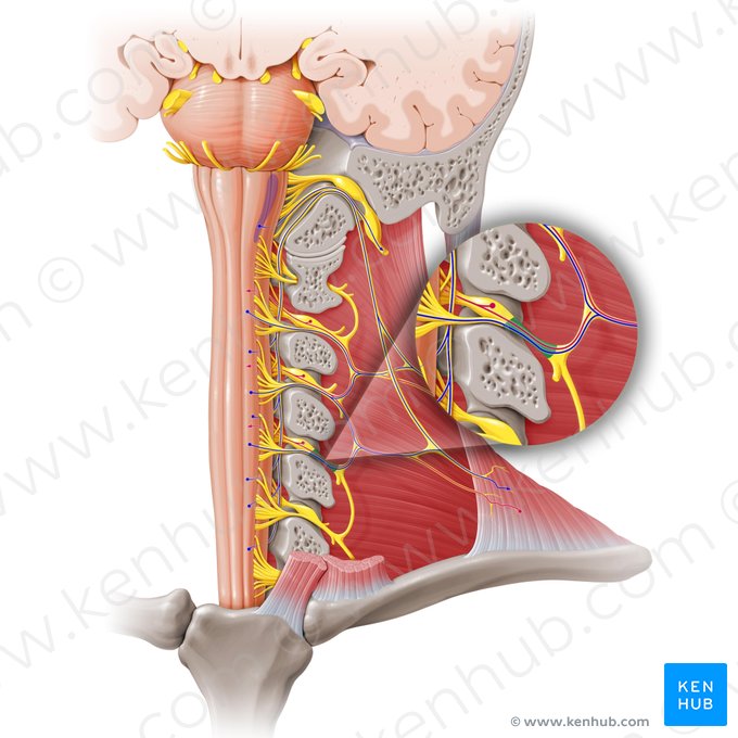 Nervio espinal C4 (Nervus spinalis C4); Imagen: Paul Kim