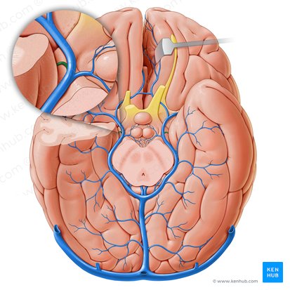 Vena choroidea inferior (Untere Aderhautvene); Bild: Paul Kim