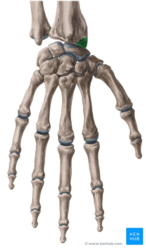 Styloid process of the radius - ventral view