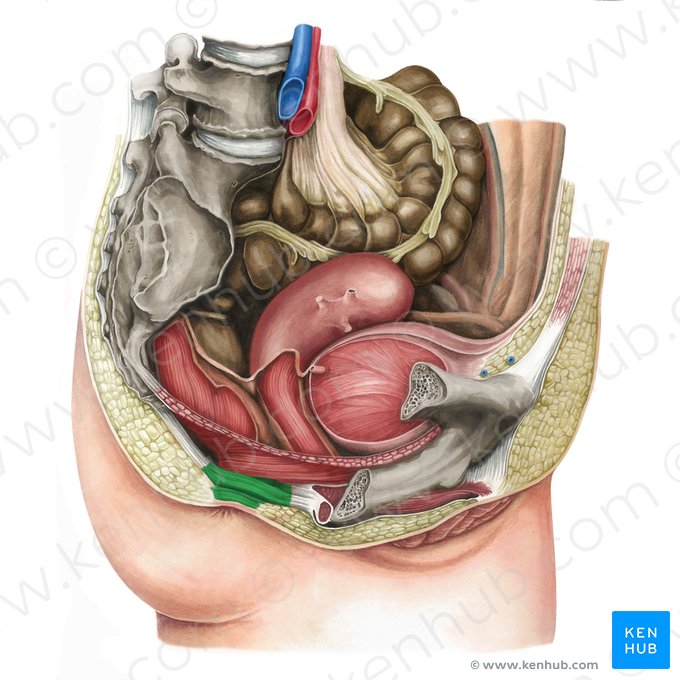 Músculo esfíncter externo do ânus (Musculus sphincter externus ani); Imagem: Irina Münstermann