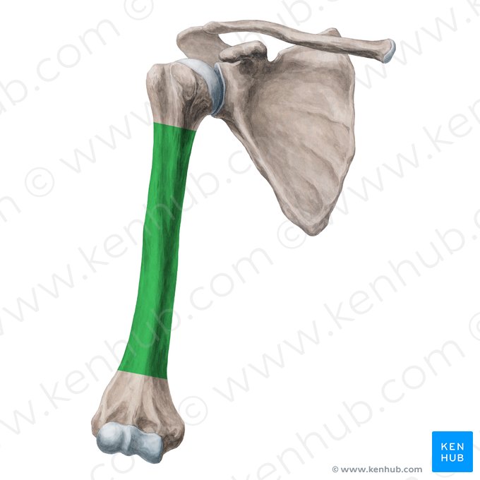 Body of humerus (Corpus humeri); Image: Yousun Koh