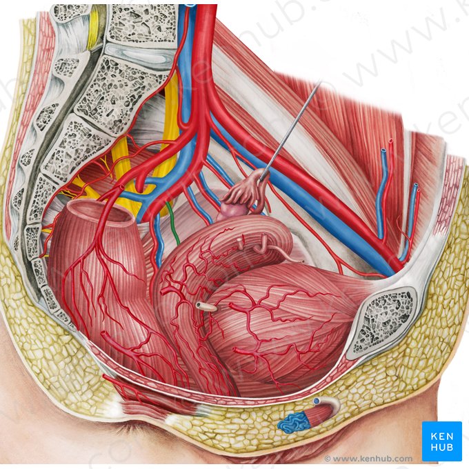 Left vaginal artery (Arteria vaginalis sinistra); Image: Irina Münstermann