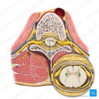 Asta lateral de la médula espinal (Cornu laterale medullae spinalis); Imagen: Rebecca Betts