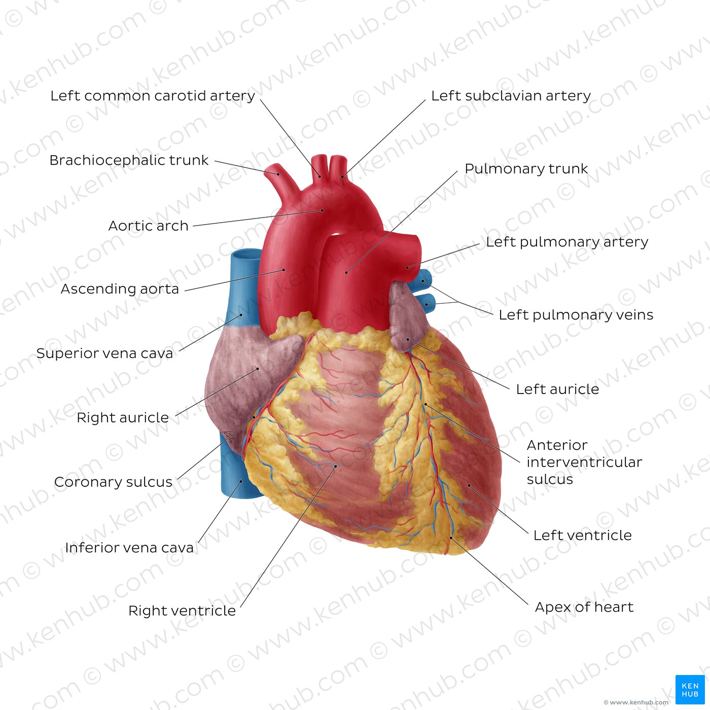Sternocostal surface of the heart (overview)