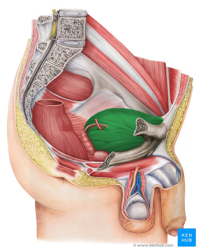 Urinary bladder - lateral-right view
