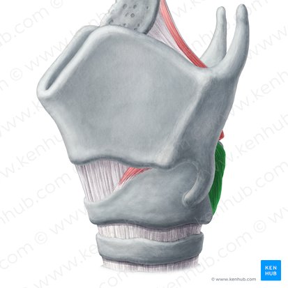 Musculus cricoarytenoideus posterior (Hinterer Ringknorpel-Stellknorpel-Muskel); Bild: Yousun Koh