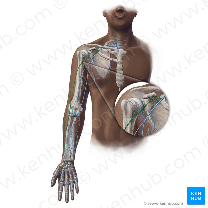 Cephalic vein (Vena cephalica); Image: Paul Kim