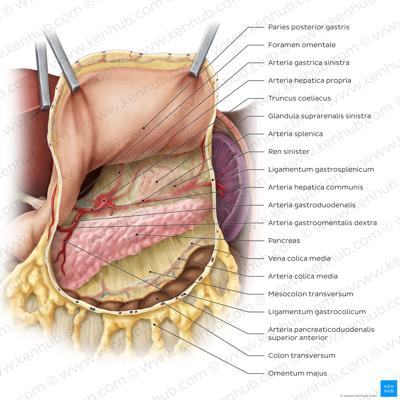 Omental bursa (structures)