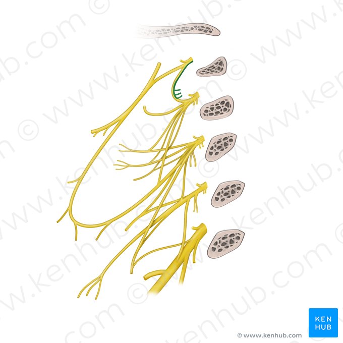 Muscular branches of cervical plexus (rectus capitis lateralis, longus capitis, and rectus capitis anterior muscles) (Rami musculares plexus cervicalis (musculus rectus capitis lateralis, musculus longus capitis, musculus rectus capitis anterior)); Image: Begoña Rodriguez