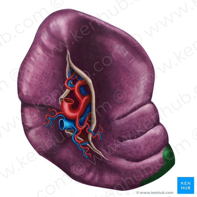 Extrémité antérieure de la rate (Extremitas anterior splenis); Image : Irina Münstermann