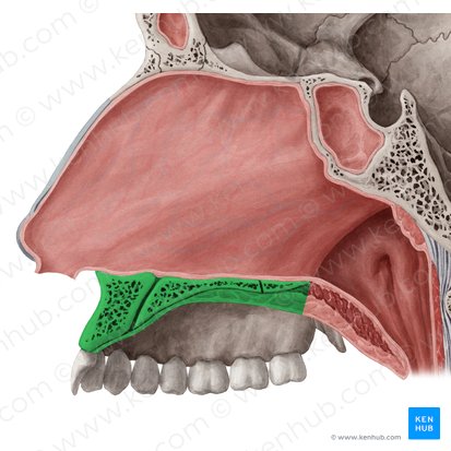 Hard palate (Palatum durum); Image: Yousun Koh