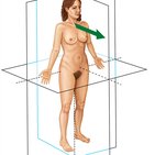 Directional terms and body planes