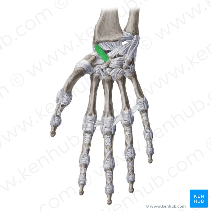 Radioscaphocapitate ligament (Ligamentum radioscaphocapitatum); Image: Yousun Koh