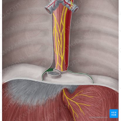 Recessus phrenicomediastinalis (Zwerchfellmediastinalwinkel); Bild: Yousun Koh