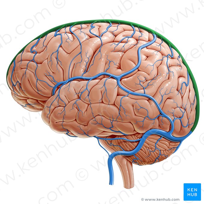 Seio sagital superior (Sinus sagittalis superior); Imagem: Paul Kim